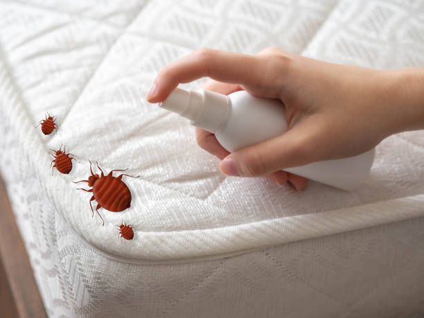 Best Spider Control Near Me  in South Jacksonvle, IL